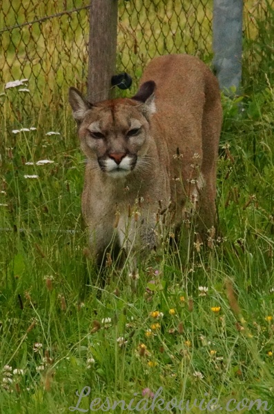 Puma płowa