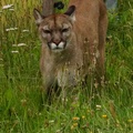 Puma płowa