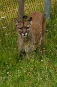 Puma płowa