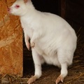 Kangur rdzawoszyi (albinos)