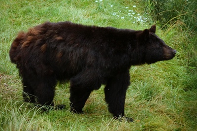 Niedźwiedź czarny