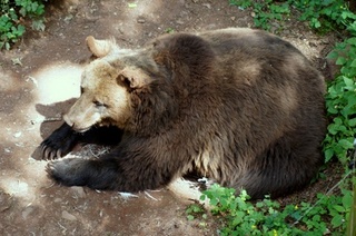 Niedźwiedź brunatny